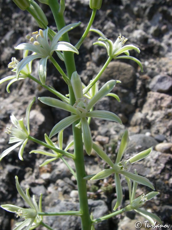 Image of Ornithogalum pyrenaicum specimen.