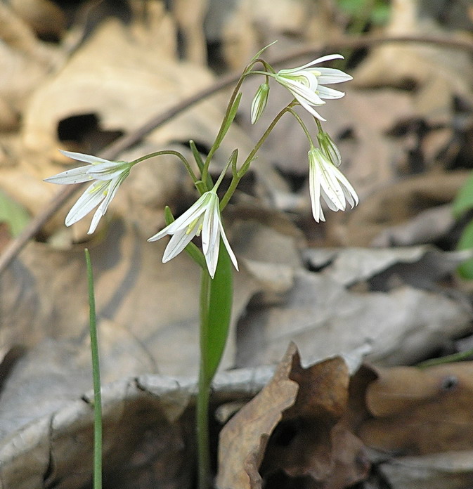 Image of Lloydia triflora specimen.