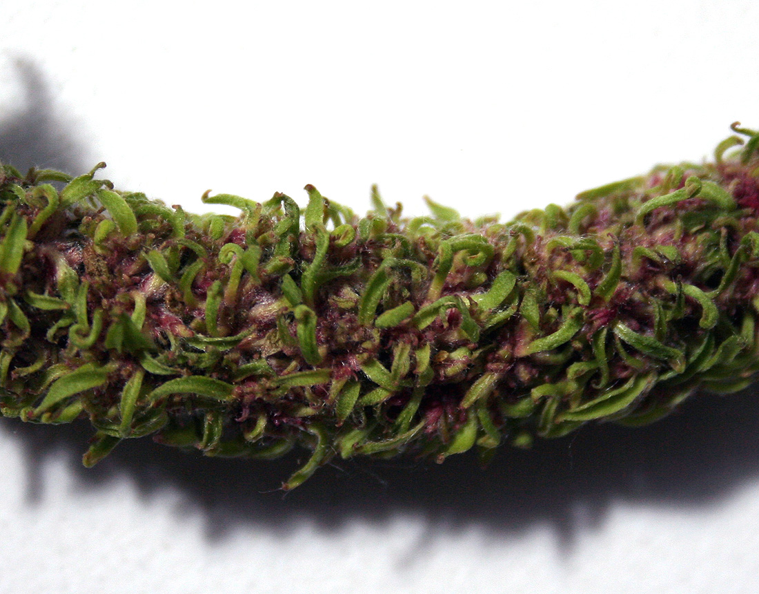 Image of Salix × sepulcralis specimen.
