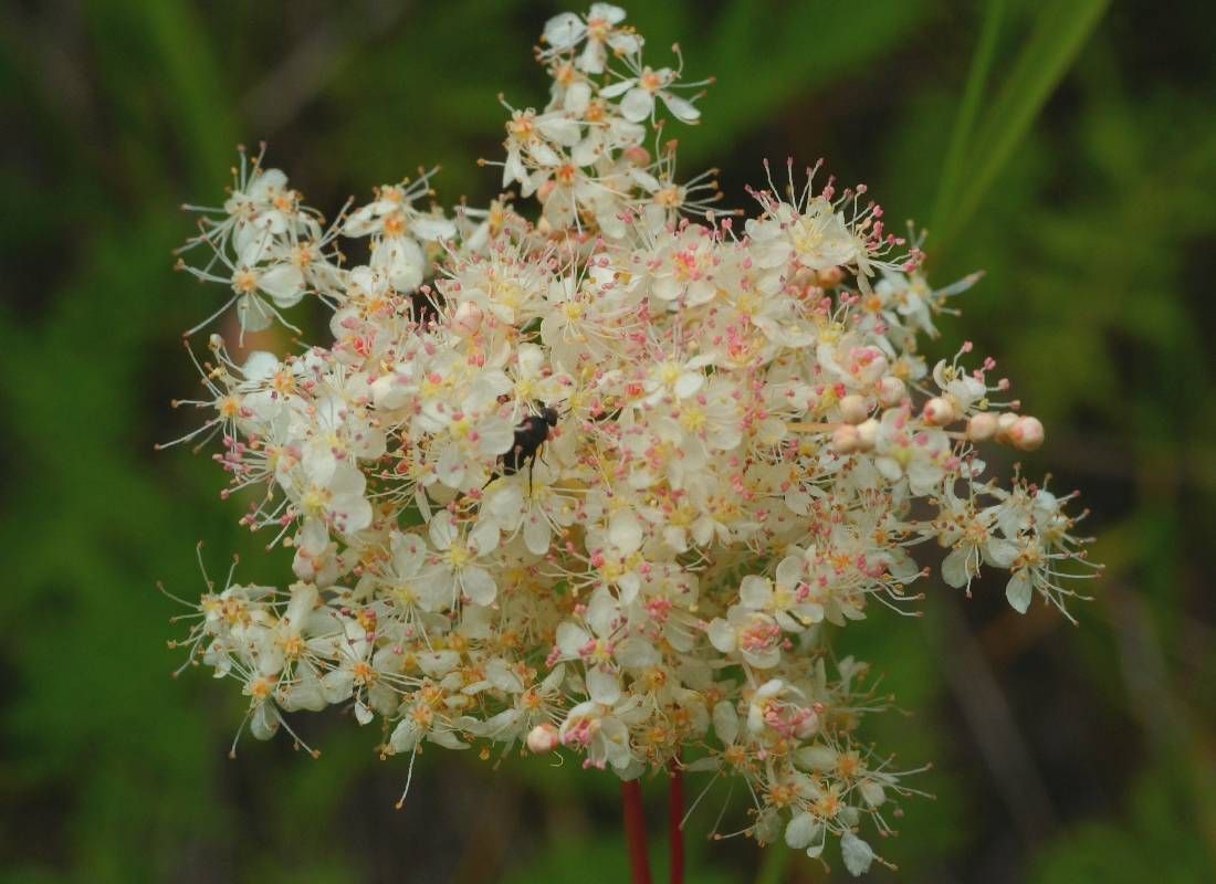 Изображение особи Filipendula palmata.