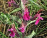 Teucrium chamaedrys. Часть соцветия (Teucrium stevenianum Klok.). Крым, окр. с. Перевальное, ур. Аян, петрофитная степь. 13 июня 2013 г.