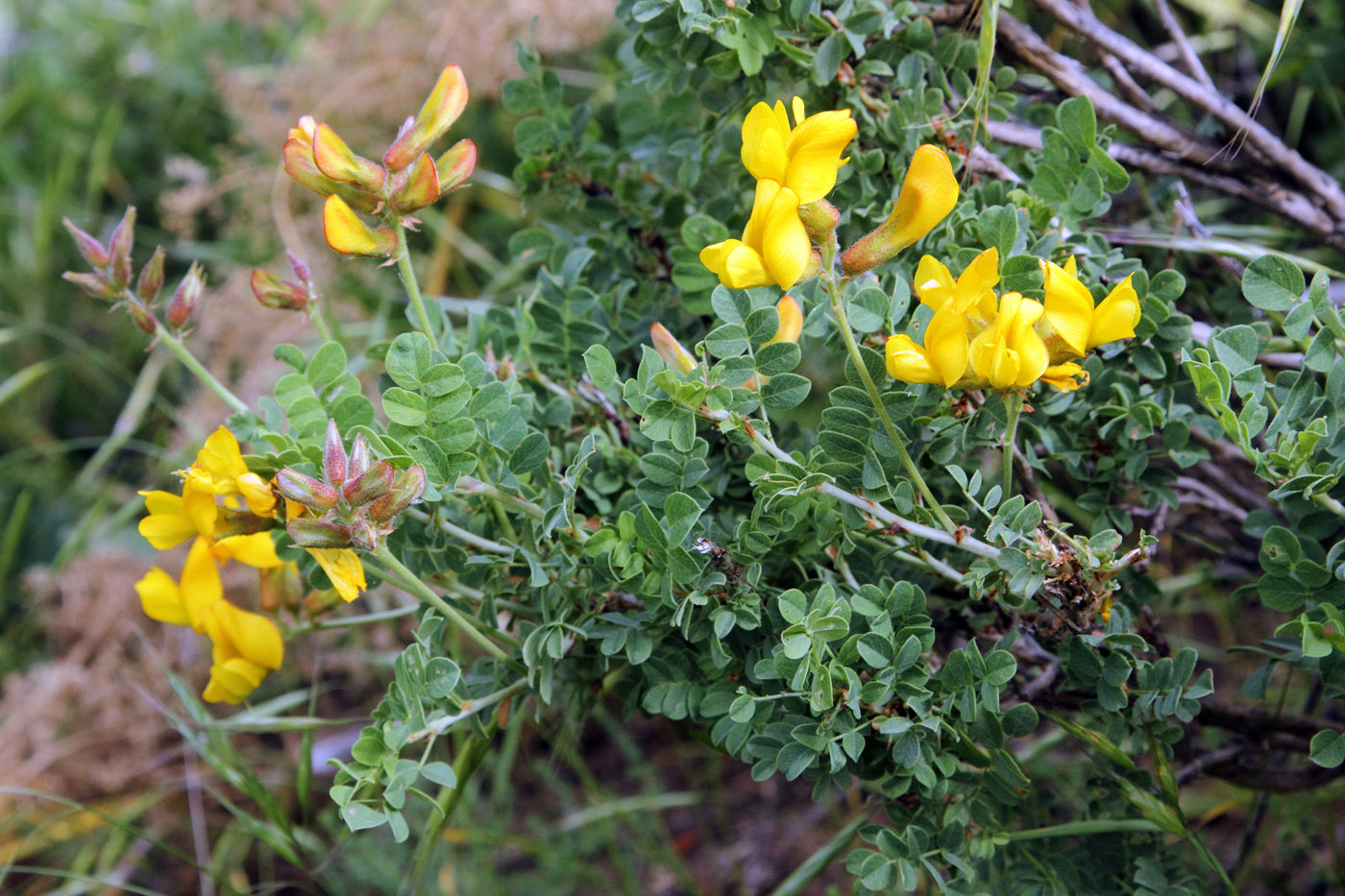 Изображение особи Calophaca tianschanica.