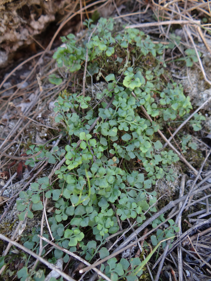 Изображение особи Asplenium ruta-muraria.