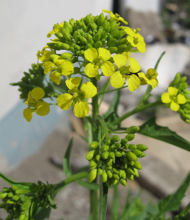 Image of Sisymbrium loeselii specimen.