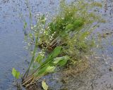 Alisma plantago-aquatica. Цветущие растения. Республика Бурятия, г. Улан-Удэ, оз. Тулунжинское. 03.08.2013.