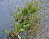 Alisma plantago-aquatica