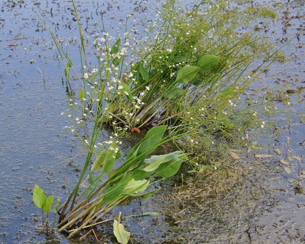 Image of Alisma plantago-aquatica specimen.