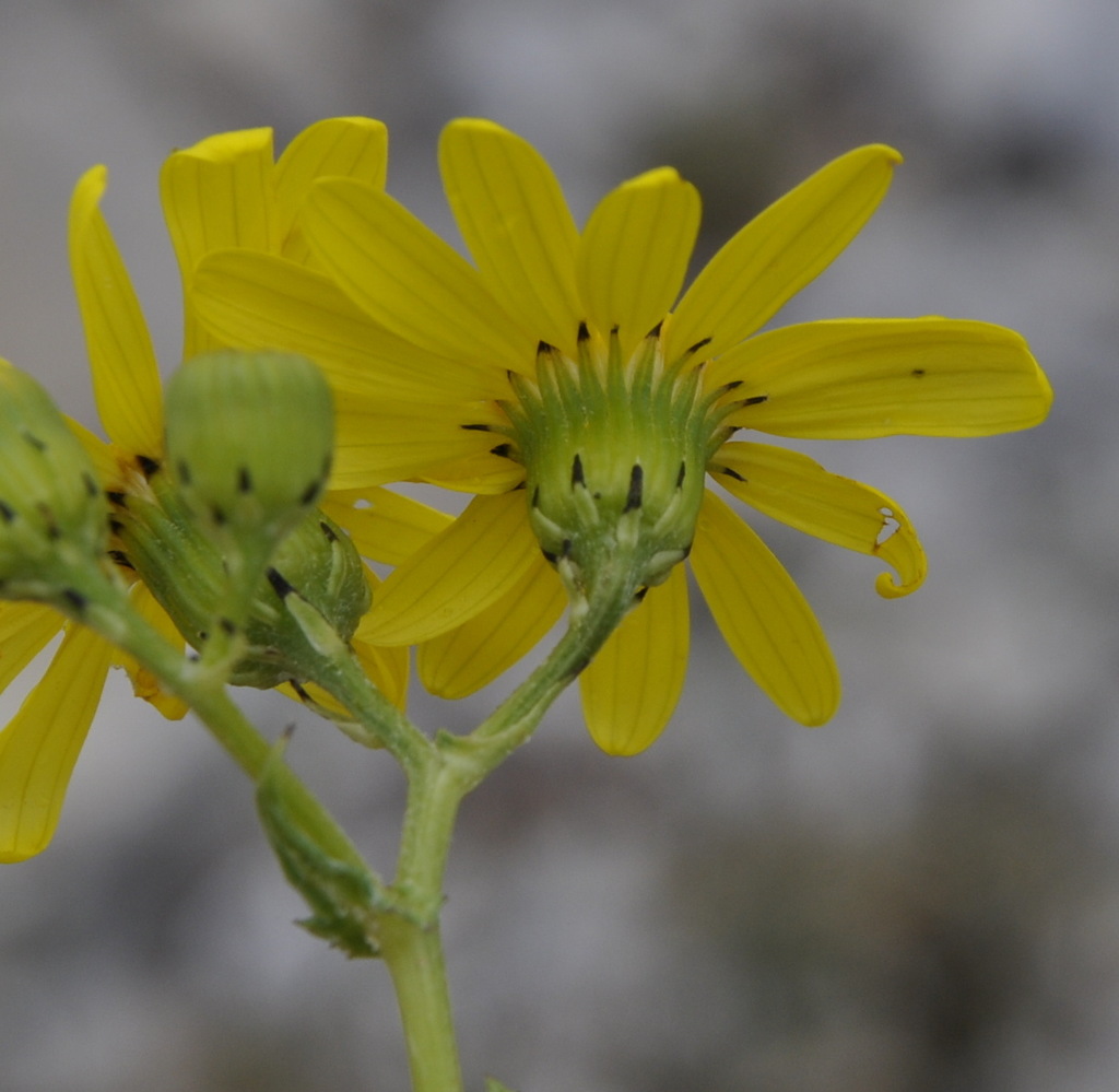 Image of Senecio squalidus specimen.