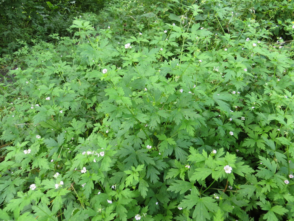 Изображение особи Geranium sibiricum.