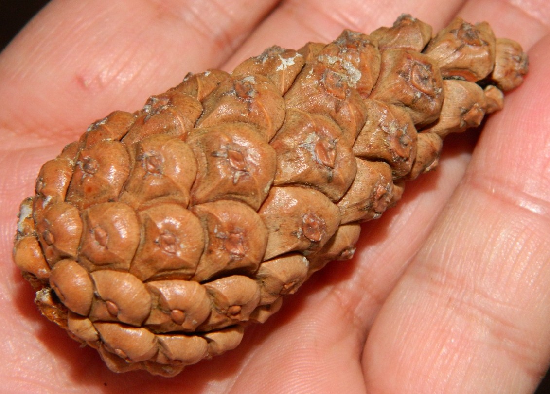 Image of Pinus pallasiana specimen.