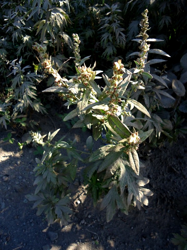 Image of Artemisia leucophylla specimen.