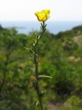 Fumana procumbens