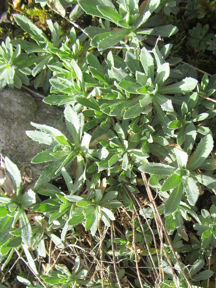Изображение особи Schivereckia podolica.