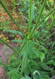 Scabiosa lachnophylla