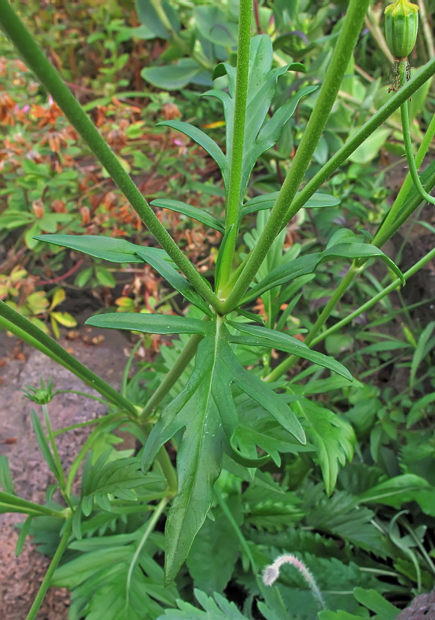 Image of Scabiosa lachnophylla specimen.