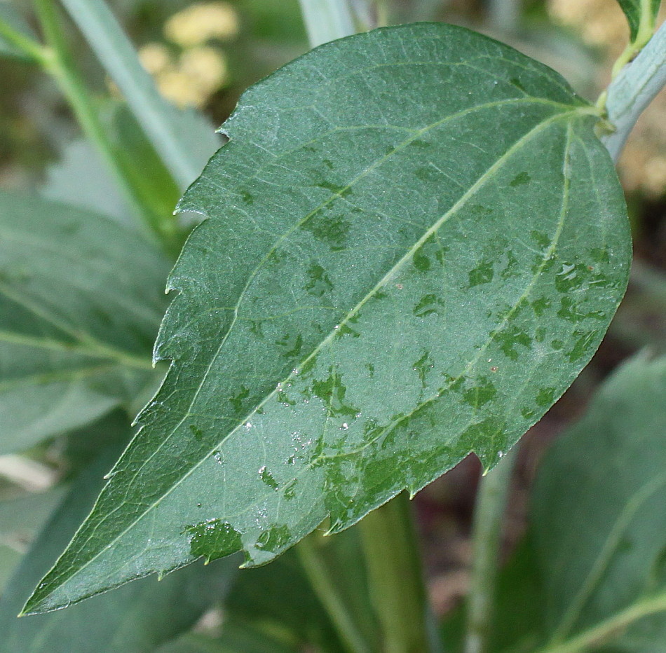 Image of Rudbeckia maxima specimen.