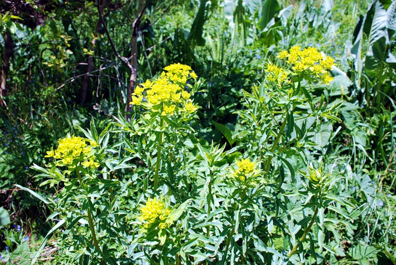 Image of genus Euphorbia specimen.