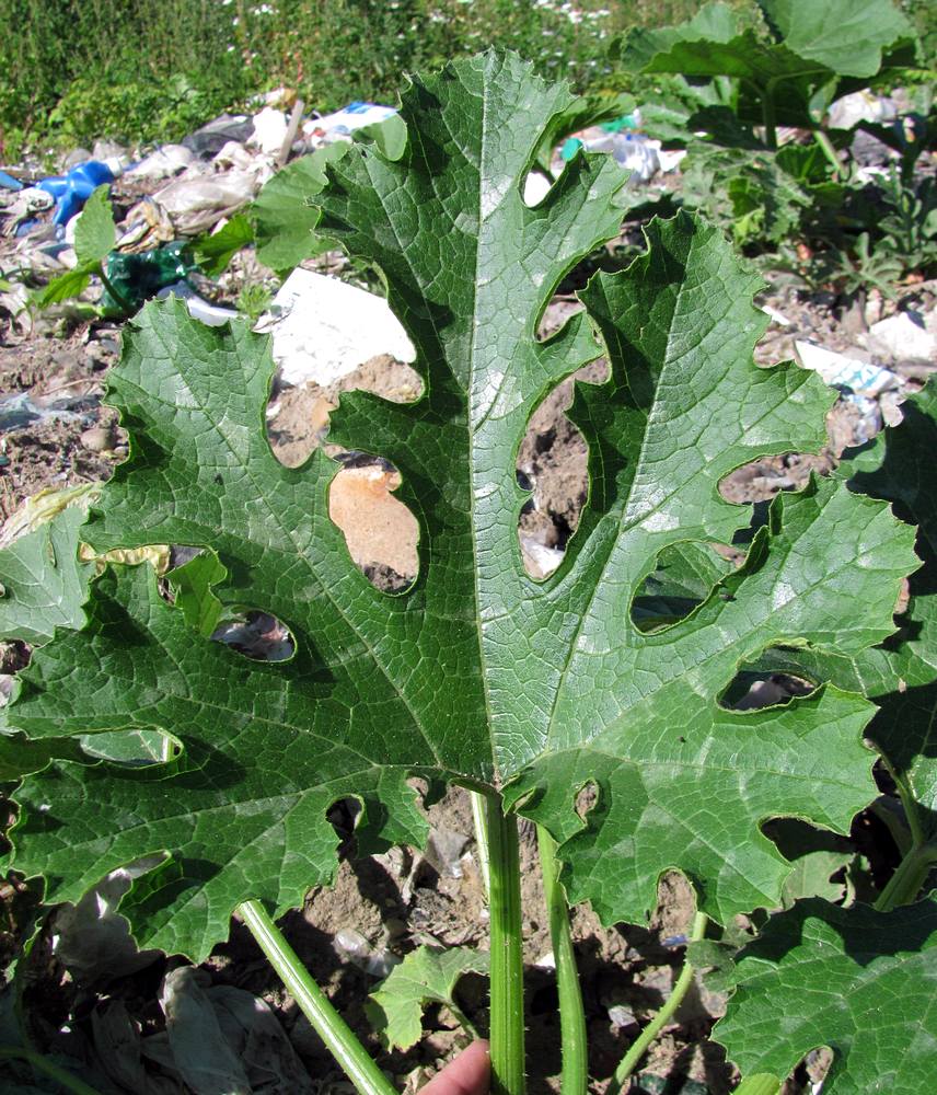 Image of Cucurbita pepo specimen.