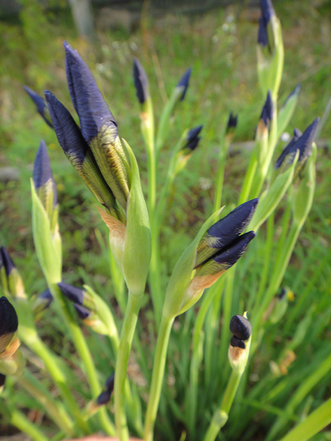 Изображение особи Iris sanguinea.