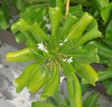 Scaevola taccada