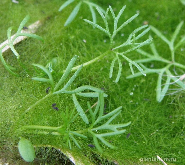 Изображение особи Ranunculus rionii.