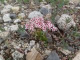 Micranthes nudicaulis. Цветущее растение в щебнистой тундре. Чукотский автономный округ, Чукотский р-н, окр. села Лорино. 23 июня 2013 г.