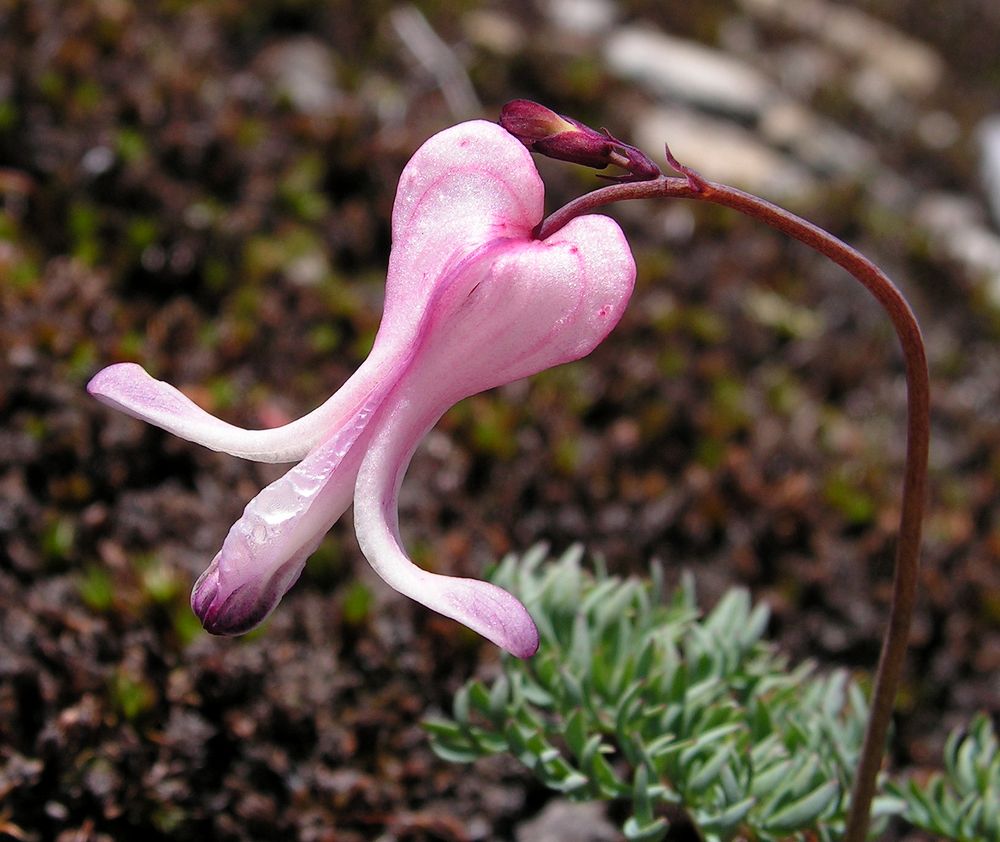 Image of Dicentra peregrina specimen.