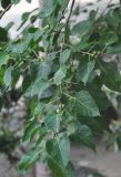 Ficus rumphii. Верхушка ветви с плодами. Таиланд, остров Тао. 28.06.2013.