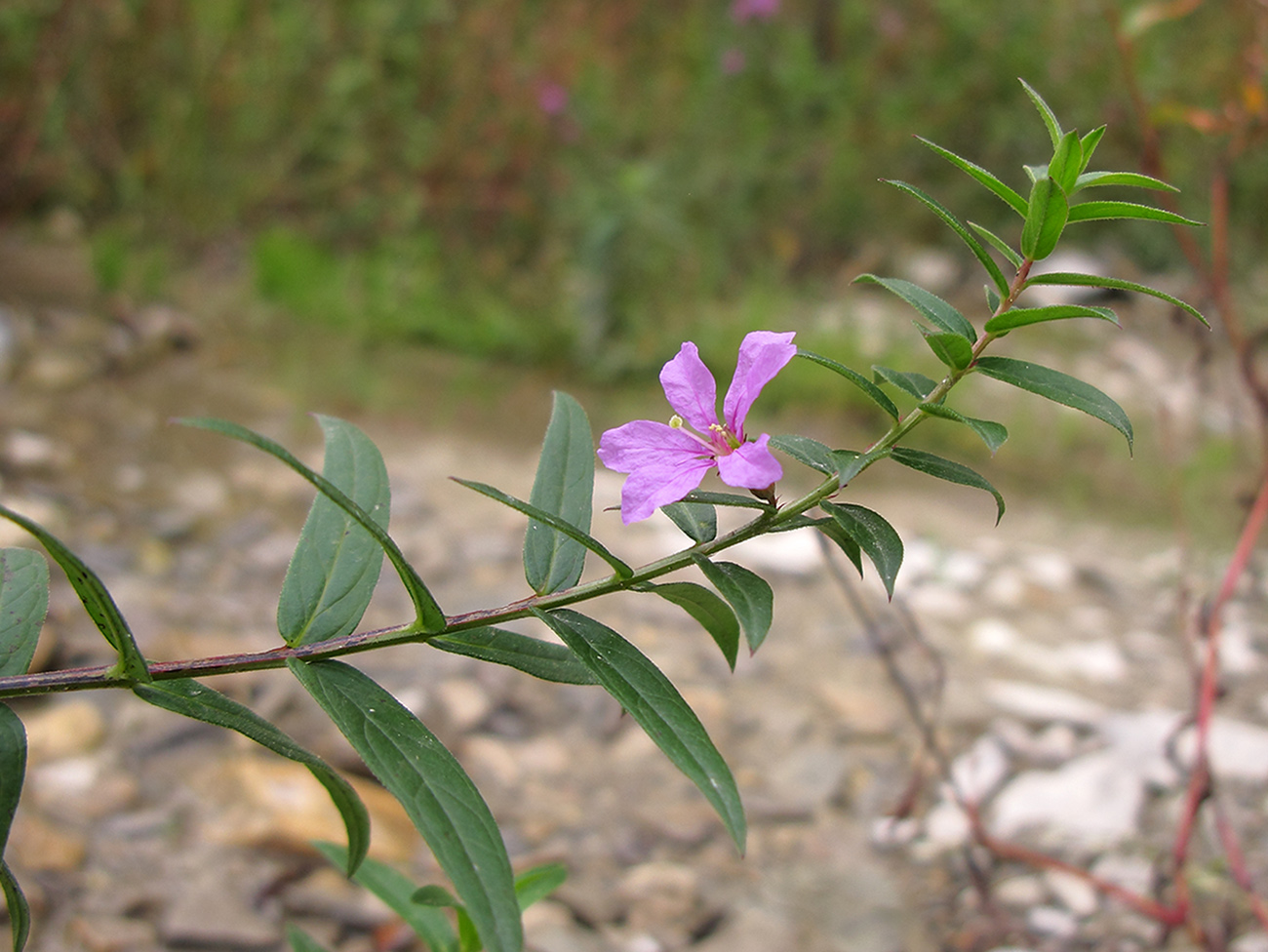 Изображение особи Lythrum virgatum.