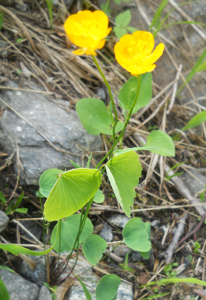 Изображение особи Ranunculus subtilis.