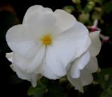 Begonia &times; tuberhybrida