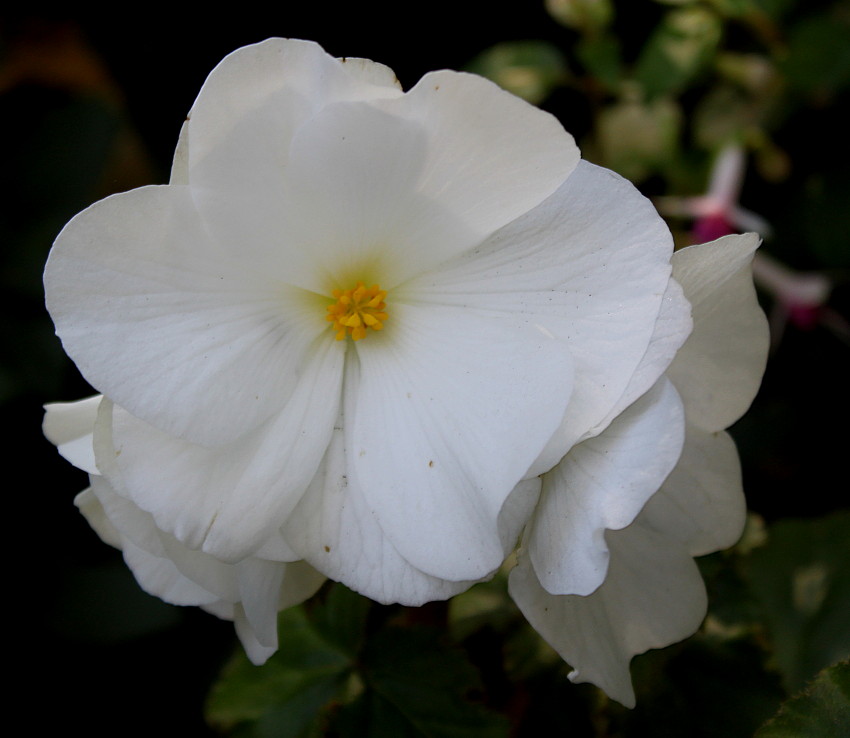 Изображение особи Begonia &times; tuberhybrida.