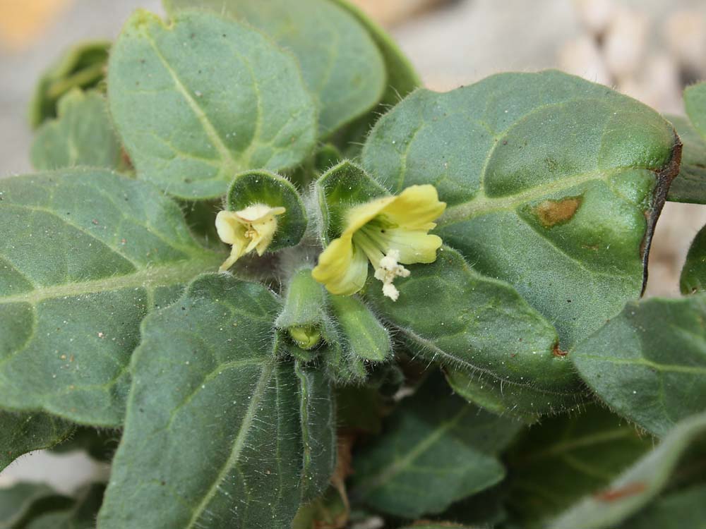 Изображение особи Hyoscyamus albus.