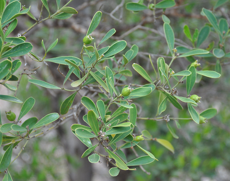 Изображение особи Buxus hildebrandtii.