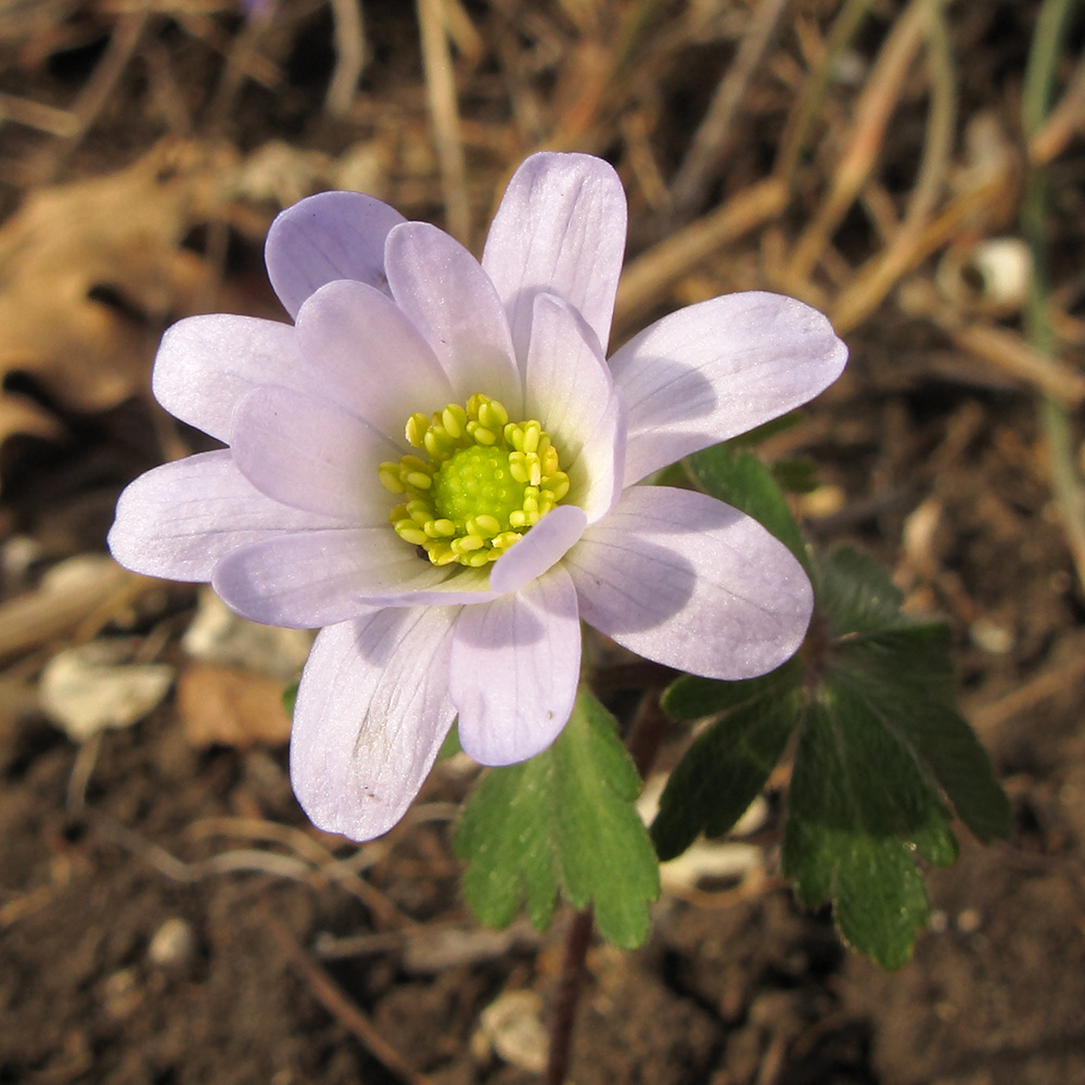 Изображение особи Anemone banketovii.