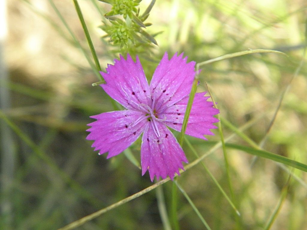 Image of Dianthus guttatus specimen.