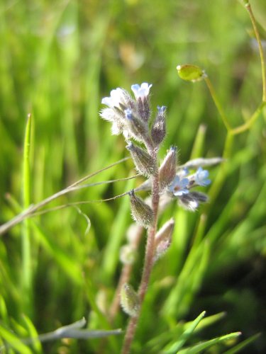 Изображение особи Myosotis micrantha.