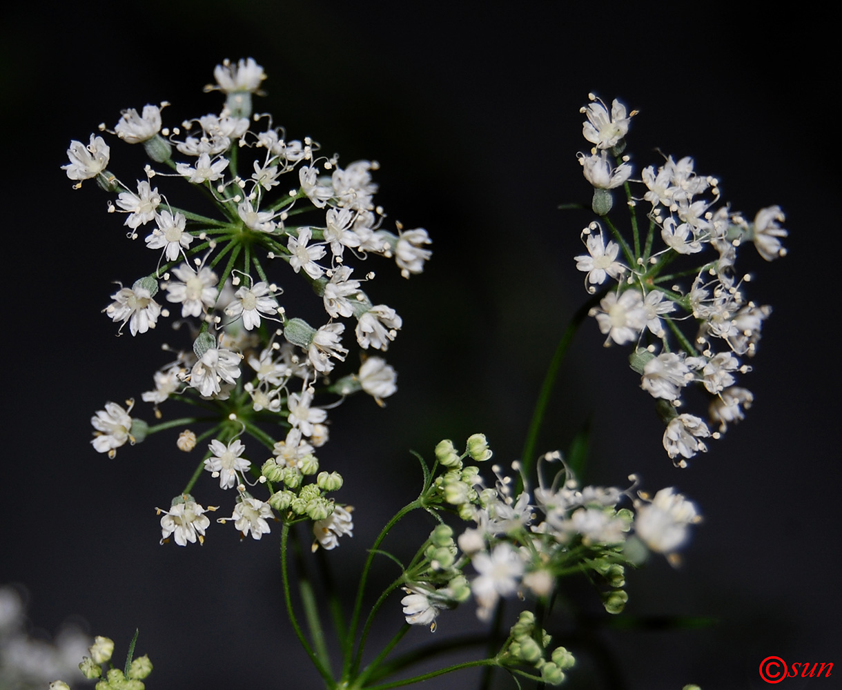 Image of Pimpinella anisum specimen.