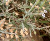 Salvia aegyptiaca. Часть кроны цветущего и плодоносящего кустарничка. Израиль, впадина Мёртвого моря, окр. Эйн-Геди, ложбина стока в каменистой пустыне. 18.03.2014.