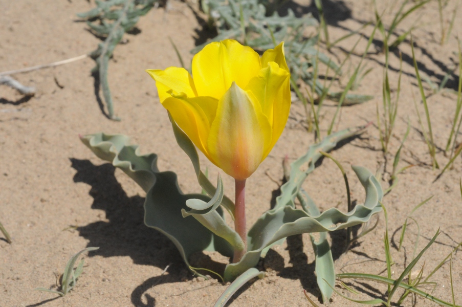 Image of Tulipa behmiana specimen.