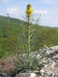 Asphodeline lutea. Цветущее растение. Краснодарский край, Абинский р-н, окр. ст. Шапсугская, известняковый карьер. 28.04.2014.