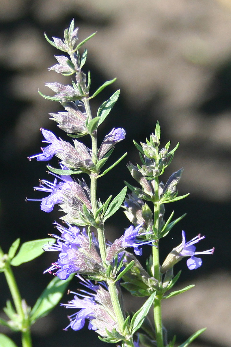 Image of Hyssopus officinalis specimen.