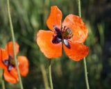 Papaver stevenianum