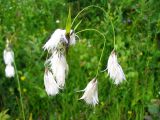 Eriophorum latifolium