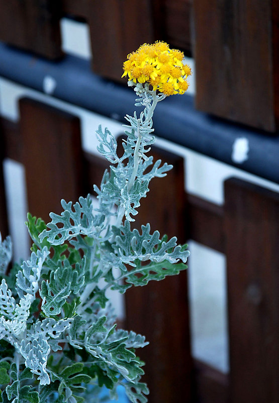 Image of Senecio cineraria specimen.