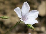 Linum tenuifolium. Цветок. Краснодарский край, Анапский р-н, заповедник Утриш, хр. Навагир, лиственный лес. 07.06.2014.