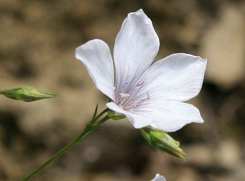 Image of Linum tenuifolium specimen.