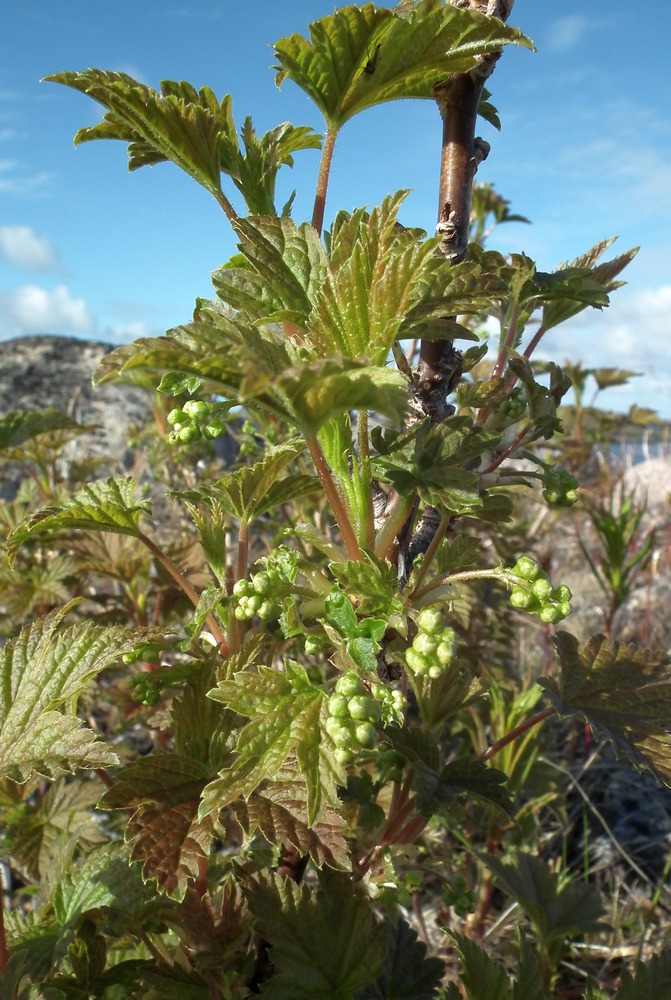 Image of Ribes glabrum specimen.