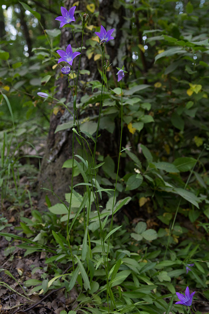 Изображение особи Campanula altaica.