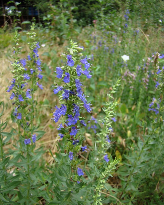 Изображение особи Hyssopus officinalis.